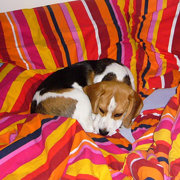 Beagle im Bett